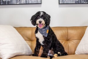 Bernedoodle sitting on a couch for a photo