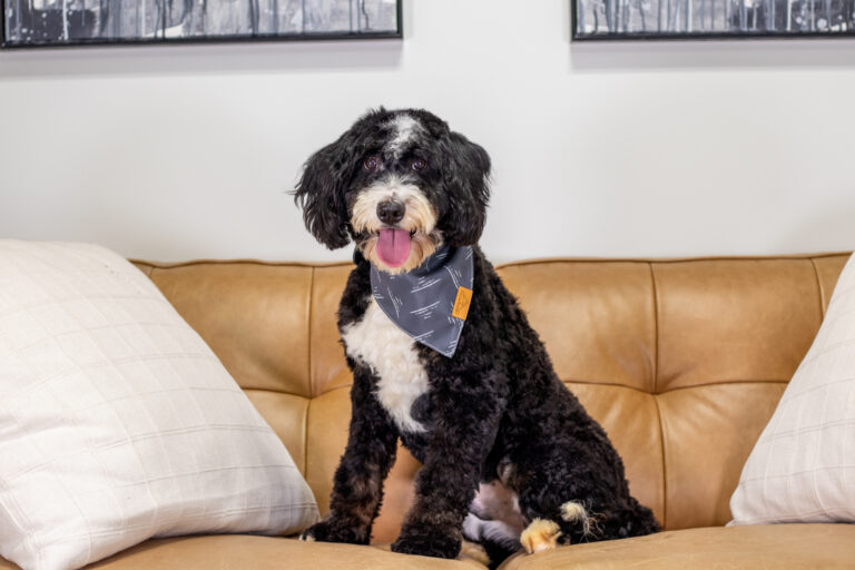 Bernedoodle sitting on a couch for a photo