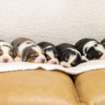 Willow's Litter | Tri & Blue Merle Bernedoodle for sale