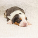 Willow's Litter | Tri & Blue Merle Bernedoodle for sale