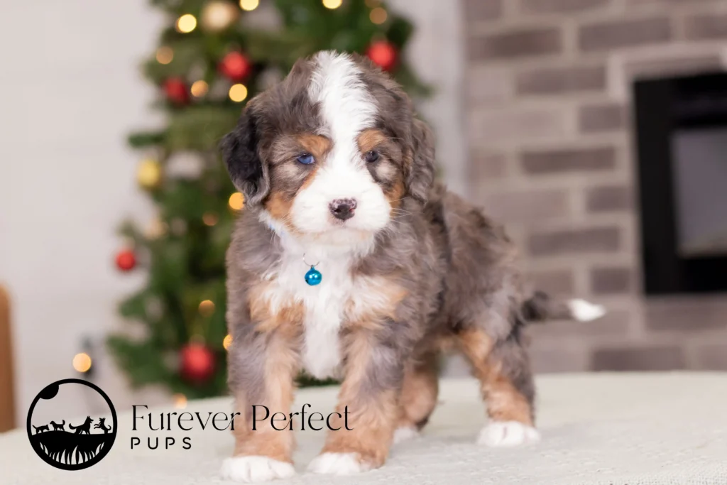 Mini Bernedoodle Puppy for sale