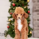 Tito | Ruby Poodle for sale