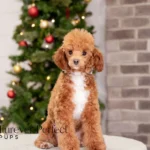 Tito | Ruby Poodle for sale
