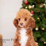 Tito | Ruby Poodle for sale