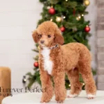 Tito | Ruby Poodle for sale