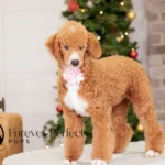 Wanda | Ruby Poodle for sale