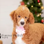 Wanda | Ruby Poodle for sale
