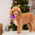 Willow | Ruby Poodle for sale
