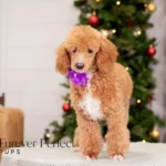 Willow | Ruby Poodle for sale
