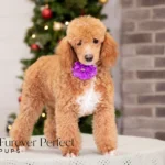 Willow | Ruby Poodle for sale
