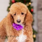 Willow | Ruby Poodle for sale