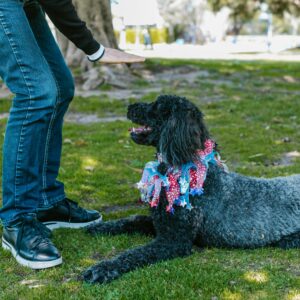 Puppy Training Scaled