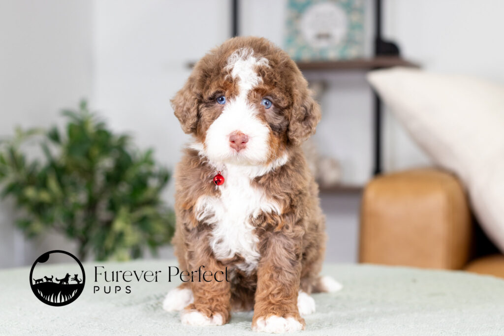 Ace | Mini Bernedoodle