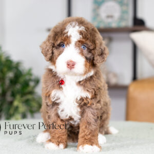 Ace | Mini Bernedoodle