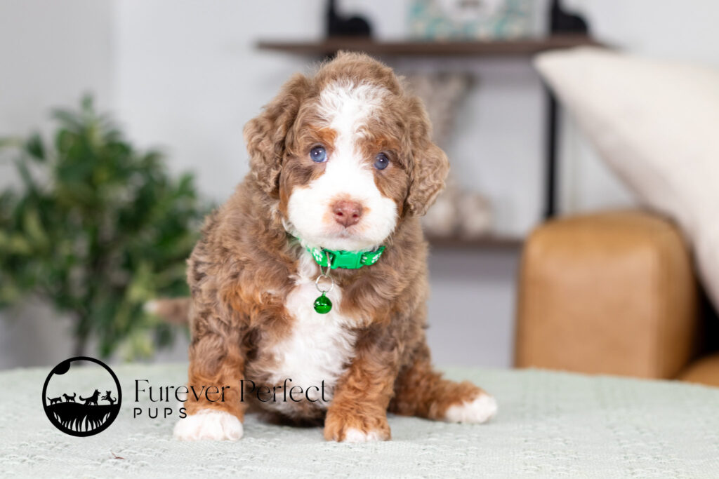 Bernedoodle puppy