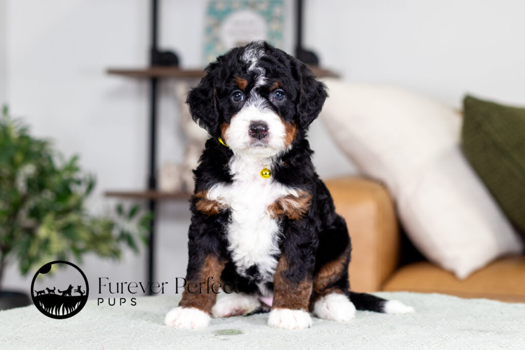 Bernedoodle puppy