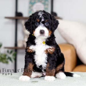 Bernedoodle puppy