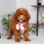 Alexi | Ruby Poodle for sale