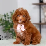 Alexi | Ruby Poodle for sale