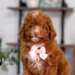 Alexi | Ruby Poodle for sale