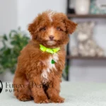 Antoine | Ruby Poodle for sale