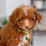 Antoine | Ruby Poodle for sale