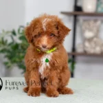 Antoine | Ruby Poodle for sale
