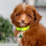 Antoine | Ruby Poodle for sale