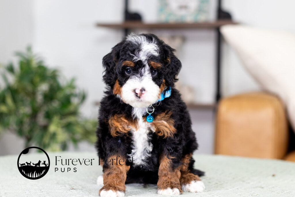 Bernedoodle puppy