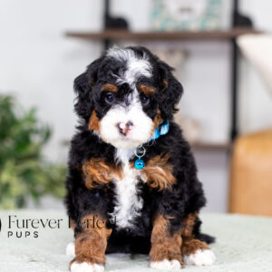 Bernedoodle puppy