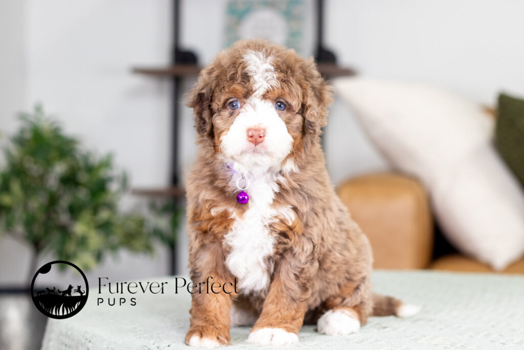 Bernedoodle puppy
