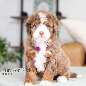 Bernedoodle puppy
