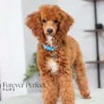 Carmen | Red Poodle for sale