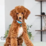 Carmen | Red Poodle for sale