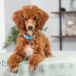 Carmen | Red Poodle for sale