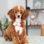 Clara | Red Parti Poodle for sale