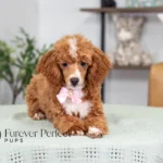 Clara | Red Parti Poodle for sale