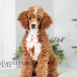 Clara | Red Parti Poodle for sale