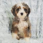 Reese | Tri Bernedoodle for sale