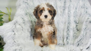 Reese Female Bernedoodle