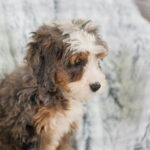 Reese | Tri Bernedoodle for sale