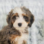 Reese | Tri Bernedoodle for sale