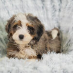 Reese | Tri Bernedoodle for sale
