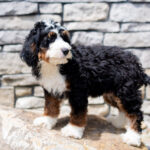 Roscoe | Tri Bernedoodle for sale