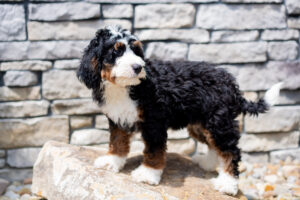 Roscoe Male Bernedoodle