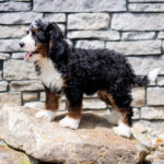 Roscoe | Tri Bernedoodle for sale