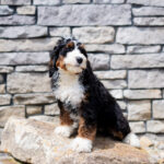 Roscoe | Tri Bernedoodle for sale