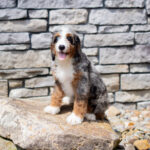 Ruby | Blue Merle & Tan Bernedoodle for sale