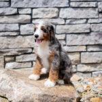 Ruby | Blue Merle & Tan Bernedoodle for sale