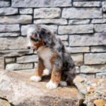 Ruby | Blue Merle & Tan Bernedoodle for sale